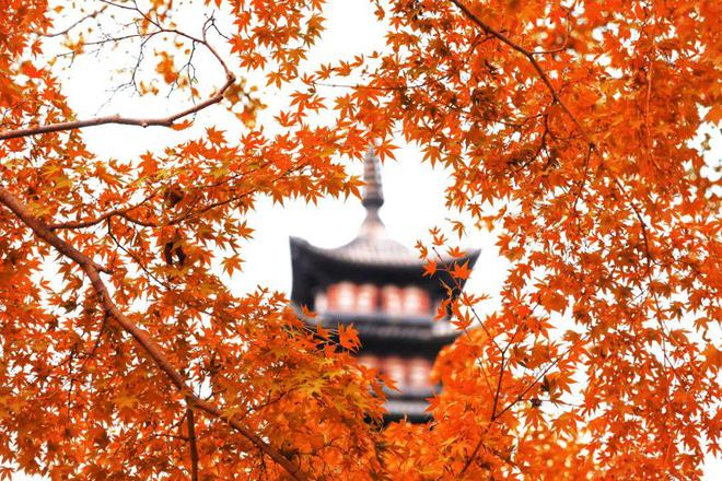 一年中最美！各大古风园林秋色正当时(图14)