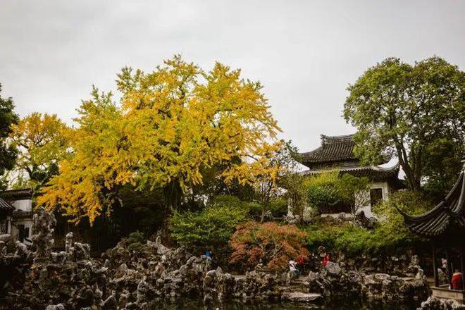 Kaiyun（中国体育）：黄了！苏州这座园林正迎来最佳观赏季！(图5)