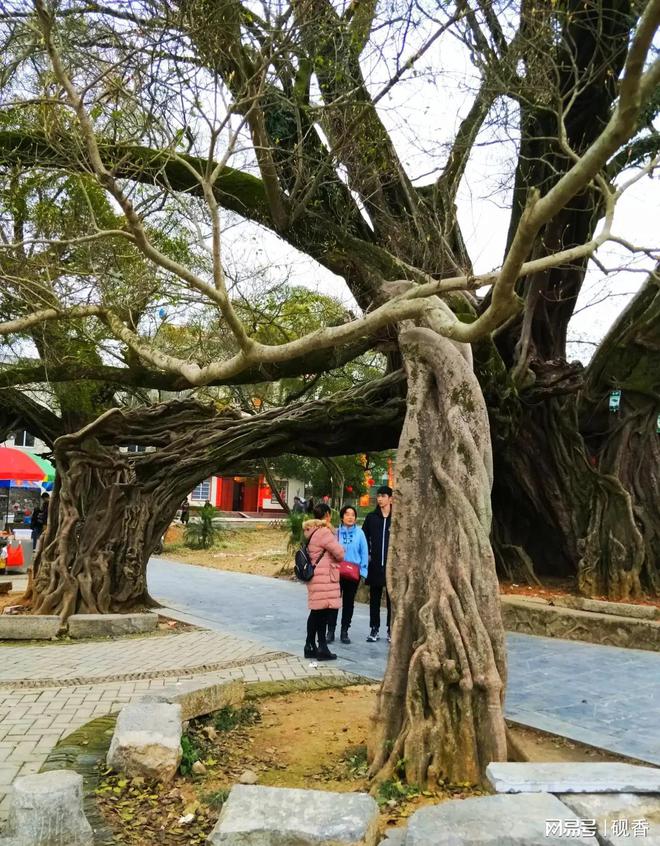 Kaiyun体育网站：我去了桂林平乐县榕津古镇发现这里有一个神奇的景观无处可比(图3)