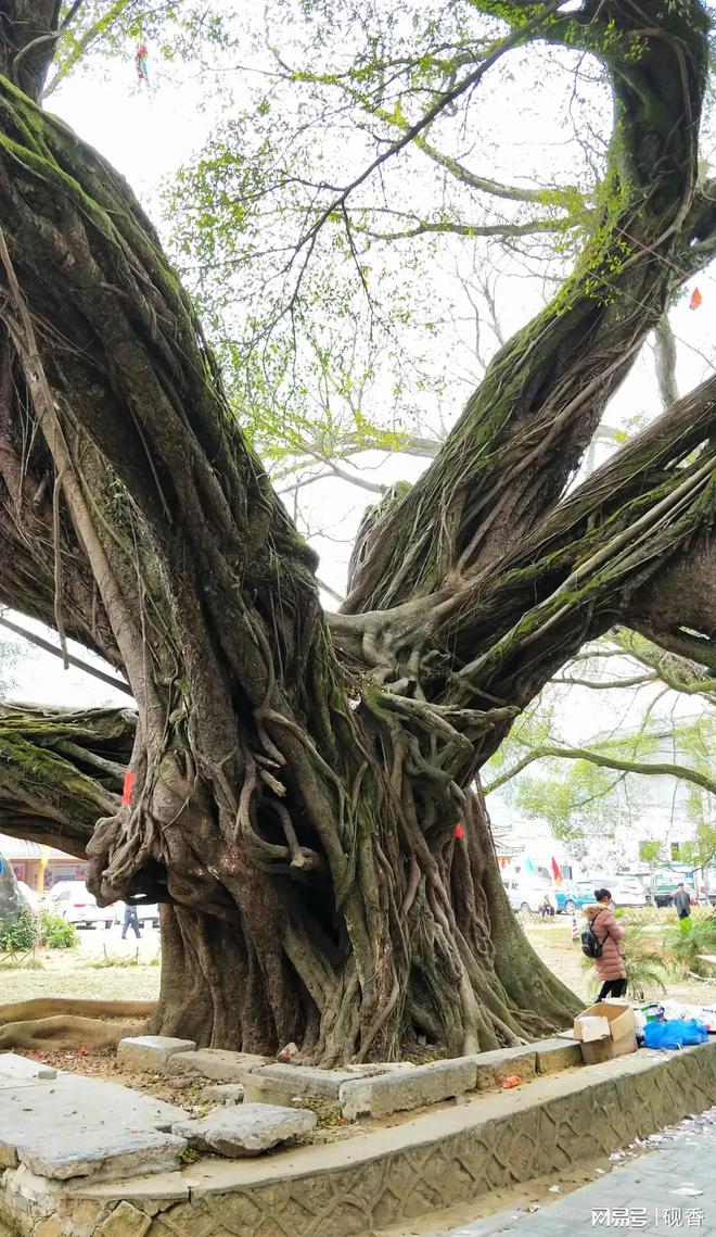 Kaiyun体育网站：我去了桂林平乐县榕津古镇发现这里有一个神奇的景观无处可比(图6)