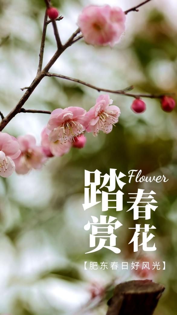 这份赏花指南赶紧收藏！(图1)