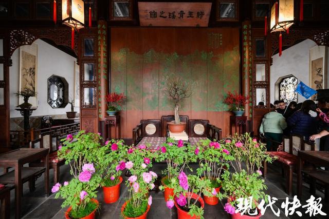 13处赏梅佳地等你来苏州园林景区迎春梅花联展开启(图2)
