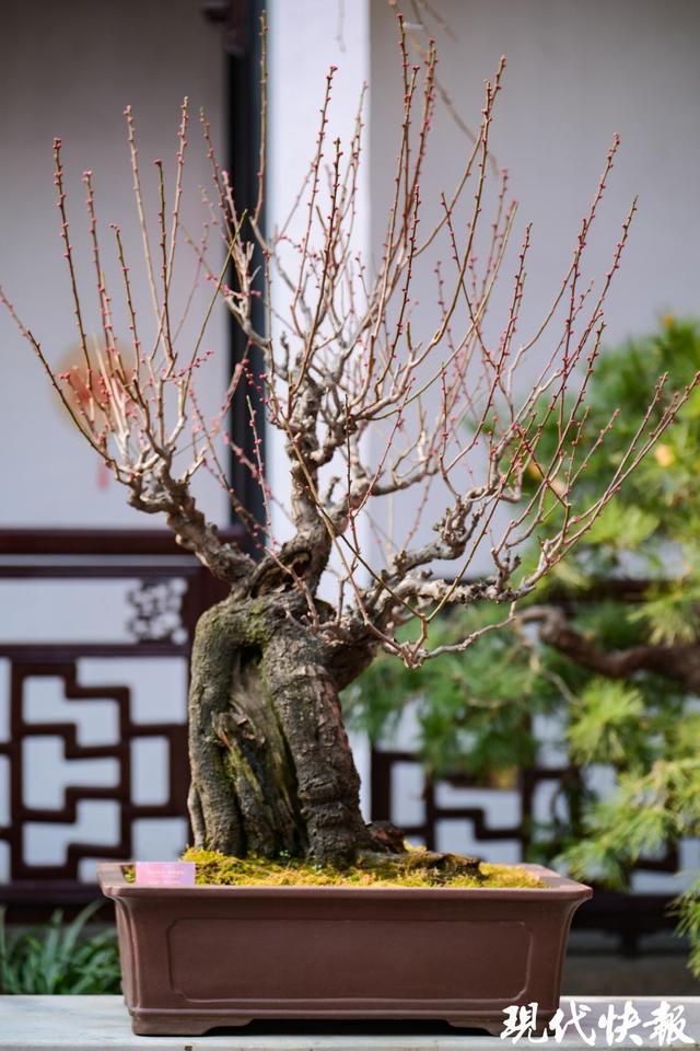 13处赏梅佳地等你来苏州园林景区迎春梅花联展开启(图4)