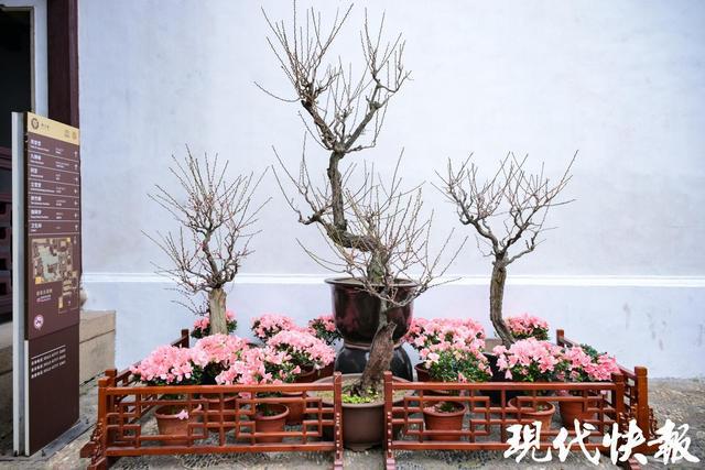 13处赏梅佳地等你来苏州园林景区迎春梅花联展开启(图3)