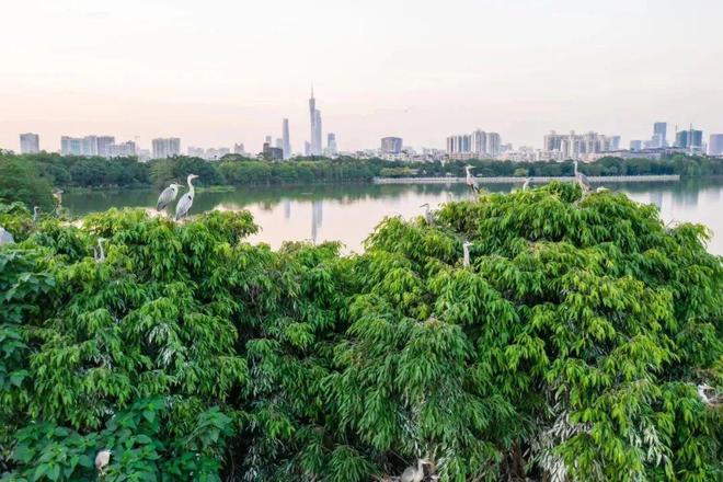 Kaiyun（中国体育）：国际生物多样性日丨广州的“朋友圈”范围越来越广了！(图3)