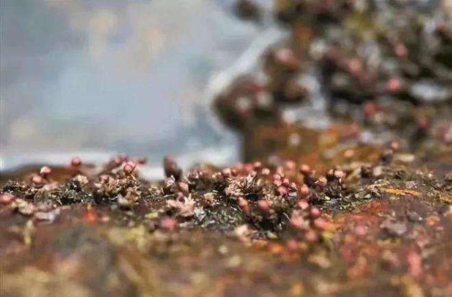 Kaiyun（中国体育）：国际生物多样性日丨广州的“朋友圈”范围越来越广了！(图6)