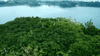 Kaiyun（中国体育）：国际生物多样性日丨广州的“朋友圈”范围越来越广了！(图10)