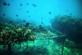 Kaiyun体育网站：国内外“海洋牧场”发展典型模式及案例研究→(图3)