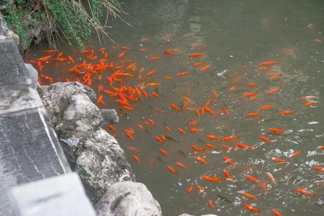 Kaiyun体育网站：天青色等烟雨我在雨季的南京园林等你。(图7)