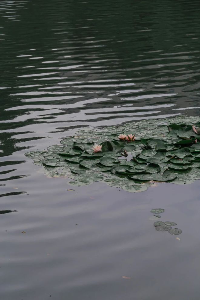 Kaiyun体育网站：天青色等烟雨我在雨季的南京园林等你。(图26)