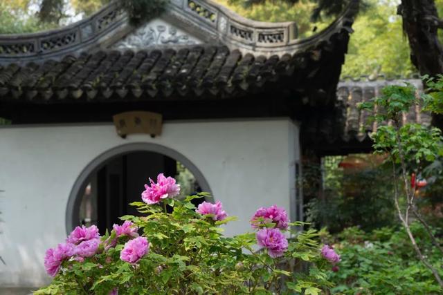 古猗园牡丹进入盛花期古风圈又要“杀疯啦”(图3)