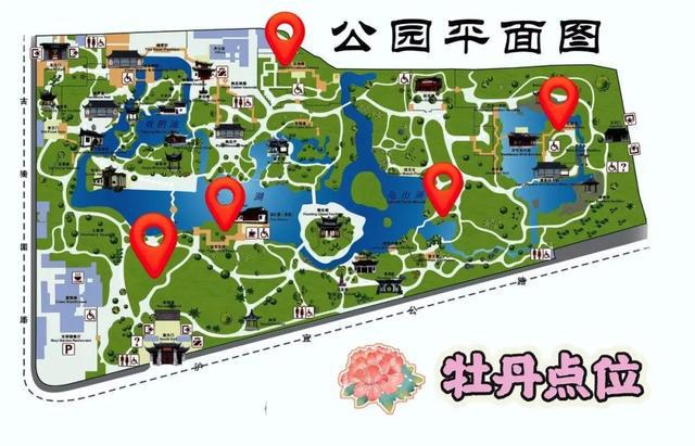 古猗园牡丹进入盛花期古风圈又要“杀疯啦”(图2)