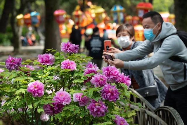 古猗园牡丹进入盛花期古风圈又要“杀疯啦”(图1)