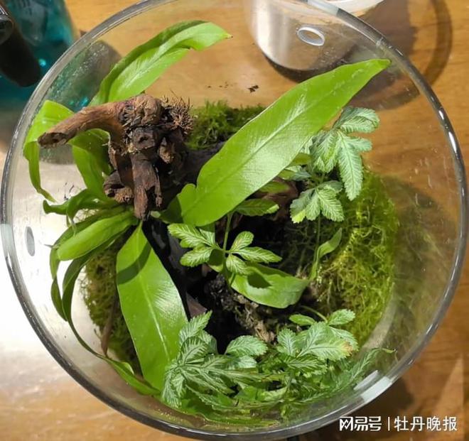 巧筑方寸景妙绘自然情(图4)
