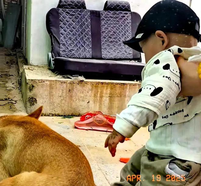 大衣哥和孙子菜园嬉戏假山荒草丛生院子里再不见往日热闹景象(图7)