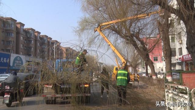 新民市城建局：园林景观再升级银杏绘就新“颜值”(图1)