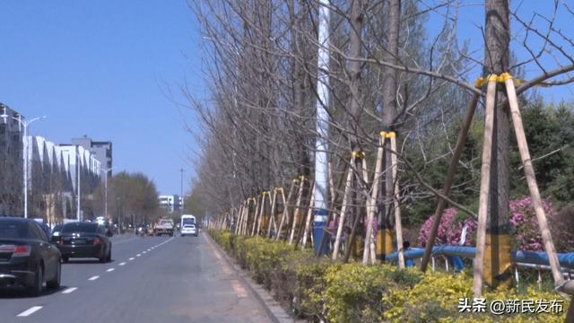新民市城建局：园林景观再升级银杏绘就新“颜值”(图3)
