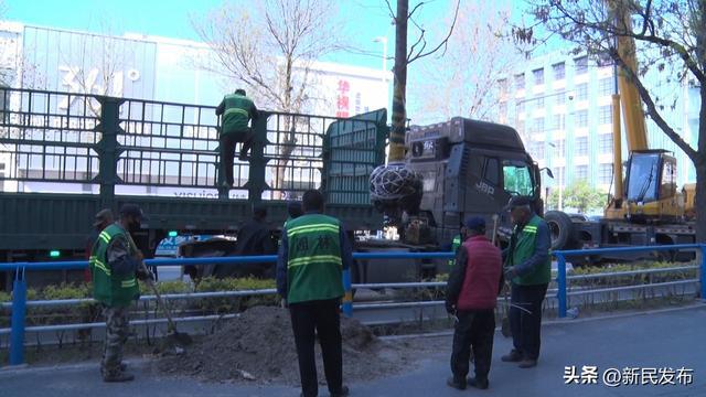 新民市城建局：园林景观再升级银杏绘就新“颜值”(图2)
