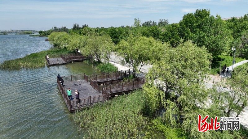 晓月湖湿地更漂亮了！石家庄重点打造滹沱河畔亲水亲绿景观带(图3)