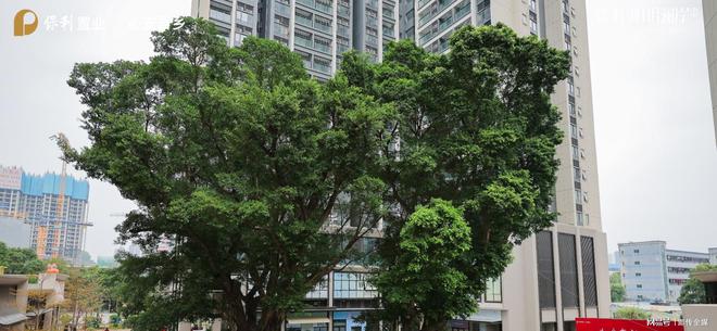 保利明玥澜岸园林式景观：“百年榕树小园”尽显人文情怀(图1)