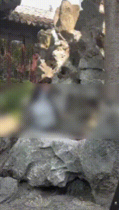 苏州狮子林枇杷遭游客攀折专家称不少树是活文物园区管理方已介入调查(图1)