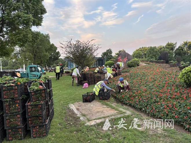 Kaiyun（中国体育）：190万余盆鲜花扮靓城区(图1)