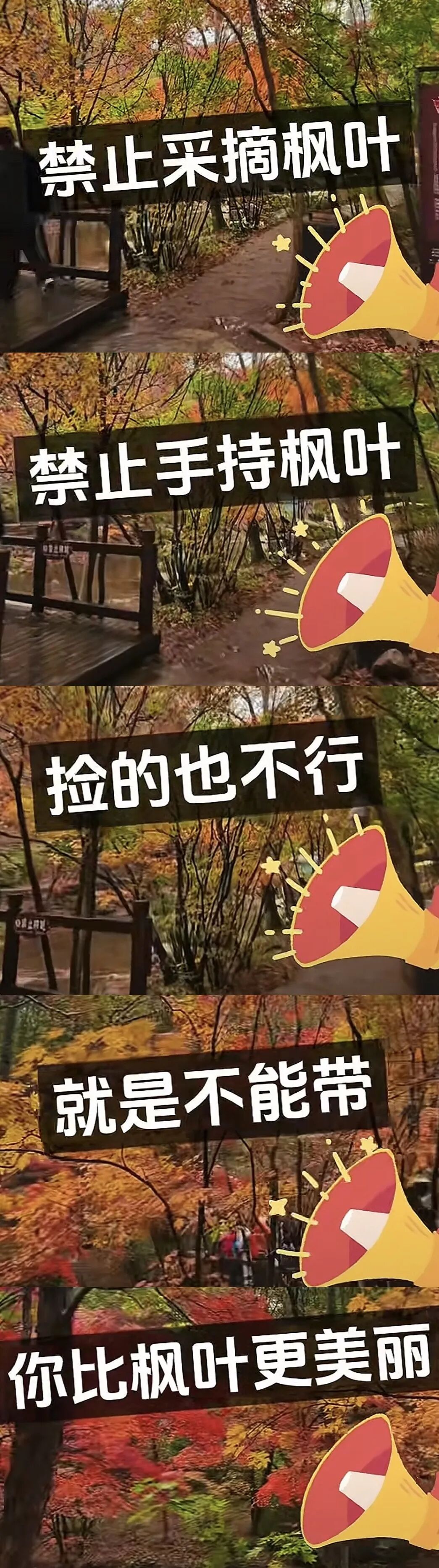 景区禁止游客捡枫叶引发争议工作人员回应：为保护自然环境(图1)
