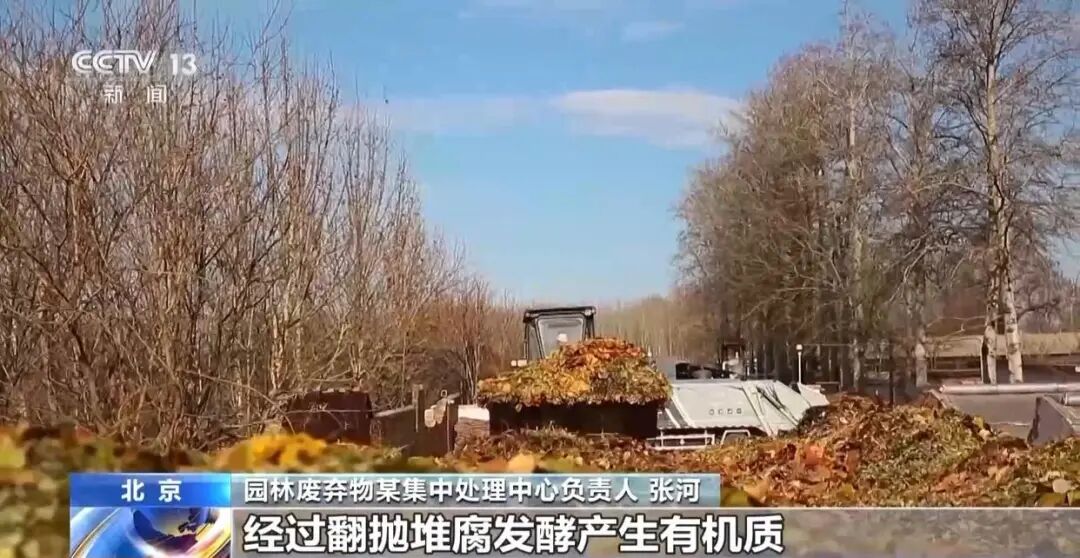 景区禁止游客捡枫叶引发争议工作人员回应：为保护自然环境(图3)
