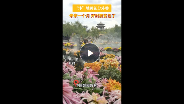 Kaiyun（中国体育）：满城尽带黄金甲！八朝古都开封又“变色”了！(图8)