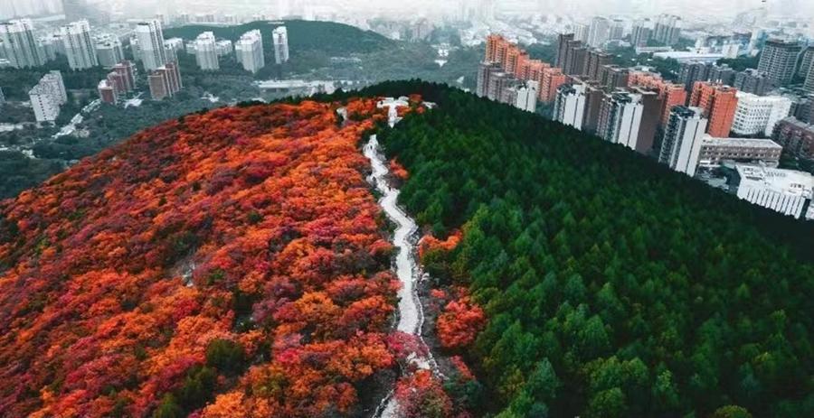 济南市园林和林业绿化局：“一城山色·泉城绿道”绘就泉城幸福底色(图2)