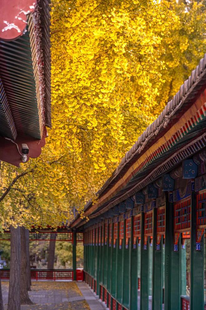 Kaiyun（中国体育）：不必扎堆赏红北京市属公园彩叶观赏指南来了！(图6)
