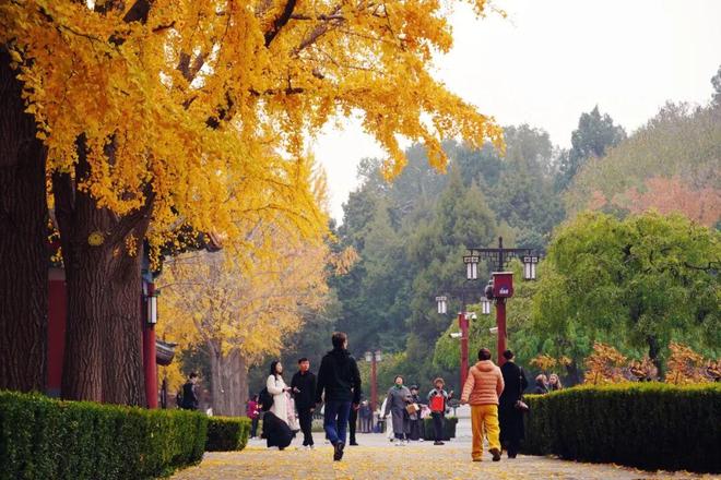 Kaiyun（中国体育）：不必扎堆赏红北京市属公园彩叶观赏指南来了！(图9)