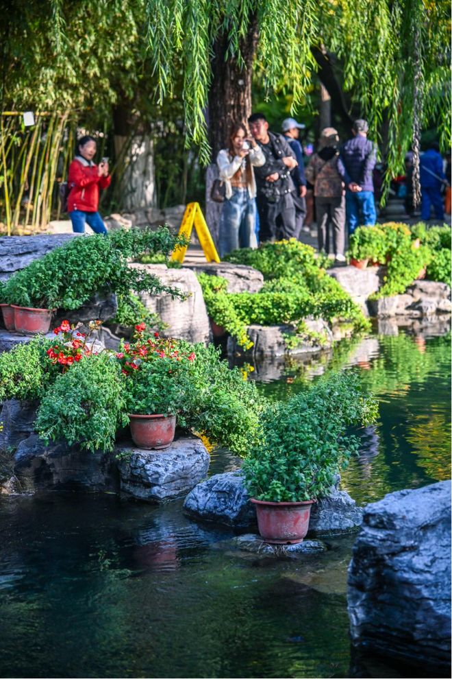 第46届趵突泉金秋菊展即将登场游览攻略来了(图3)