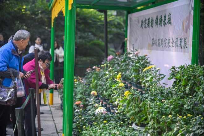 第46届趵突泉金秋菊展即将登场游览攻略来了(图8)