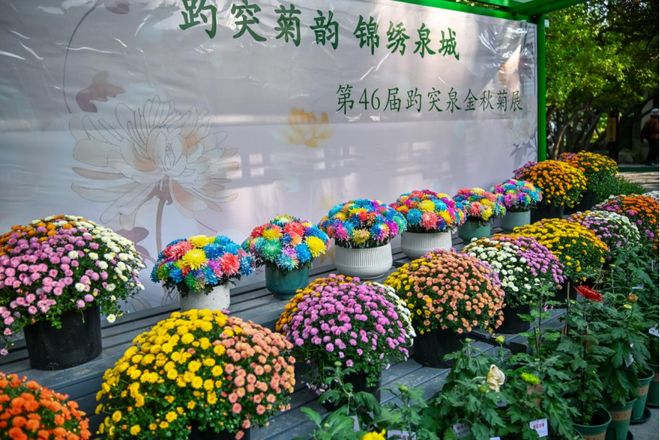 第46届趵突泉金秋菊展即将登场游览攻略来了(图9)