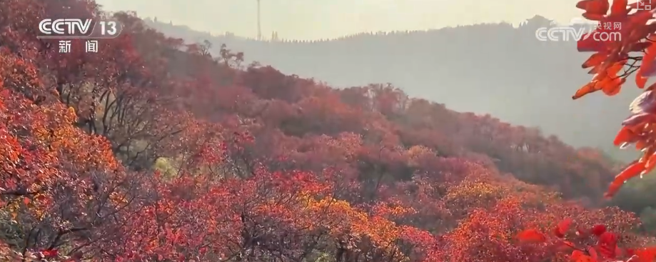 “斑斓秋色+新潮玩法”点燃赏秋游新热力文旅新消费活力十足(图1)