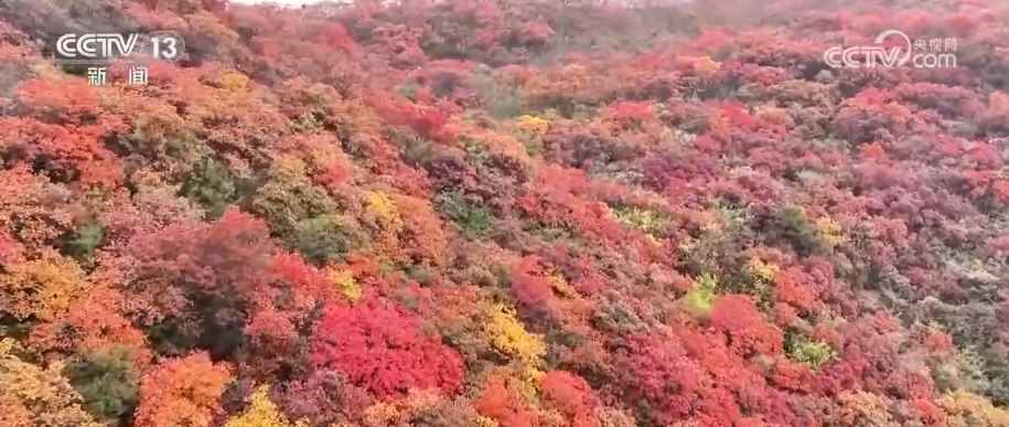 “斑斓秋色+新潮玩法”点燃赏秋游新热力文旅新消费活力十足(图2)