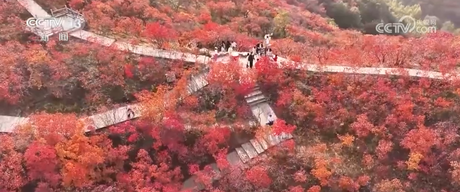 “斑斓秋色+新潮玩法”点燃赏秋游新热力文旅新消费活力十足(图3)