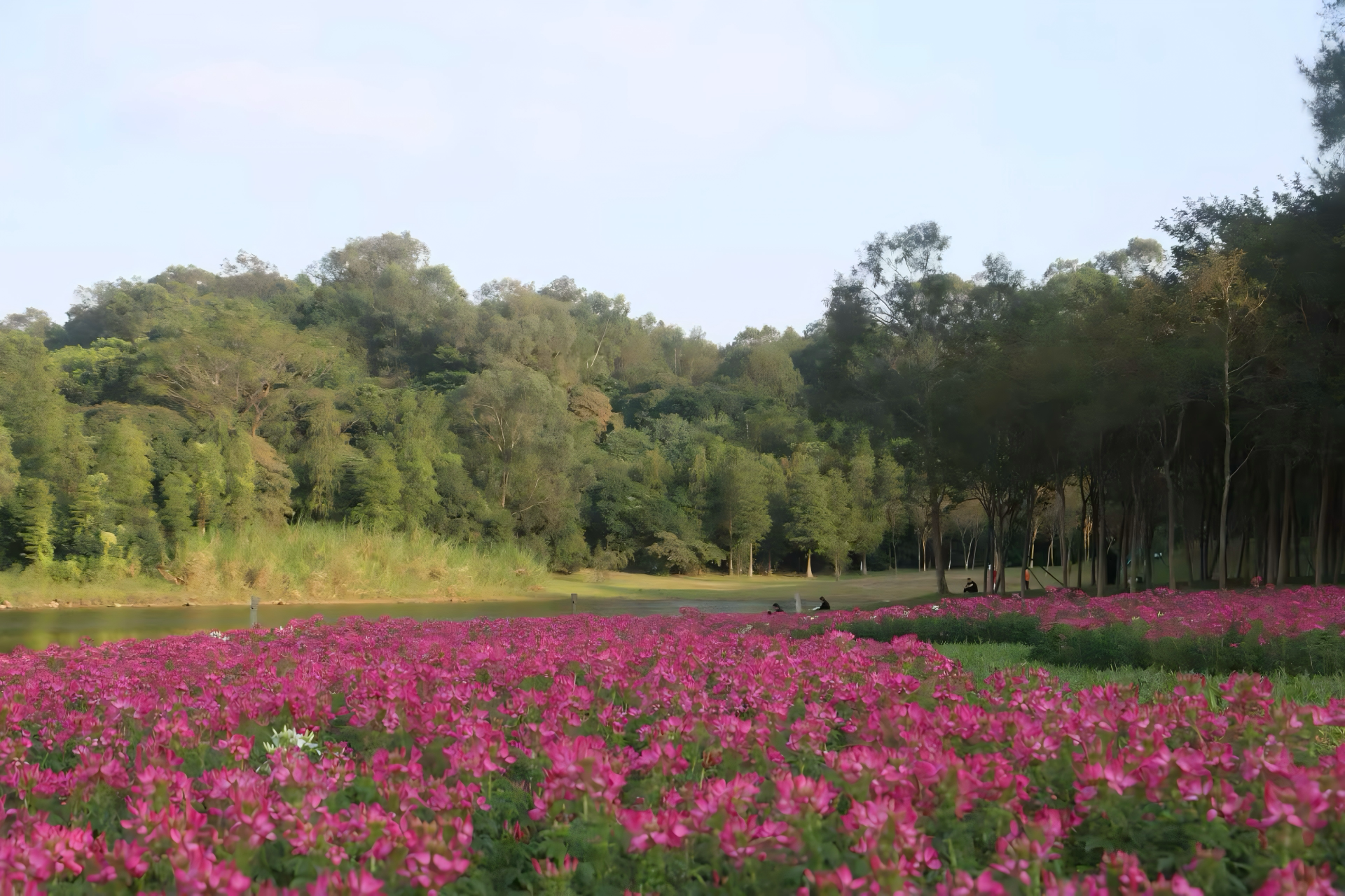 Kaiyun体育网站：广州南沙披上“繁花盛装”扮靓绿美全运画卷(图2)