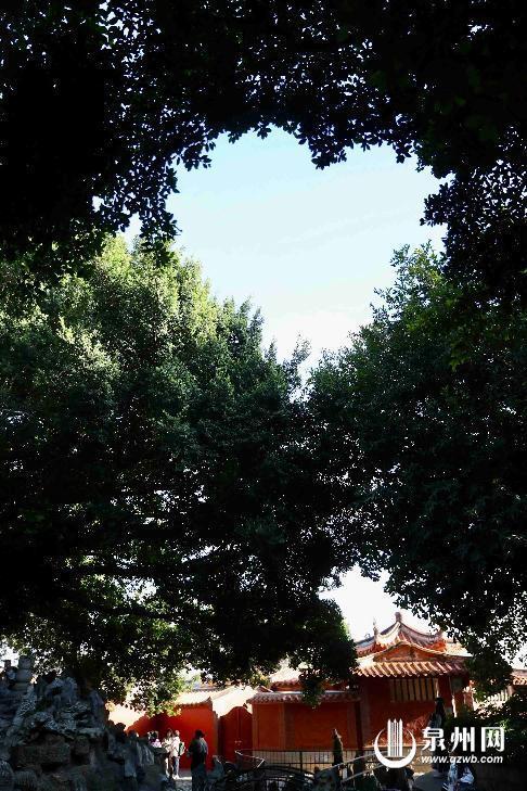 Kaiyun（中国体育）：泉州开元寺抬头有惊喜“爱心天空”引游客打卡(图1)