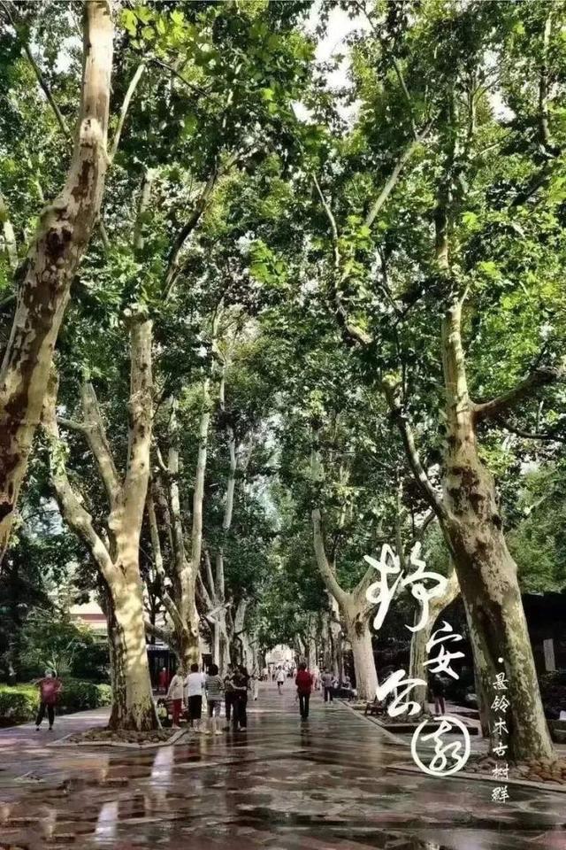 Kaiyun（中国体育）：静安公园最后一天开放老茶客：暂时去人民公园过渡一下！最新改造效果图公布：拆除围墙新增出入口(图4)