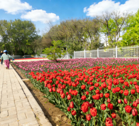 Kaiyun（中国体育）：最全打卡攻略！银川2026年赏花观叶月历来了(图2)