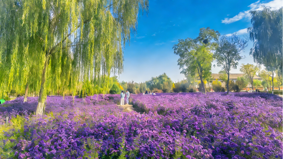 Kaiyun（中国体育）：最全打卡攻略！银川2026年赏花观叶月历来了(图3)