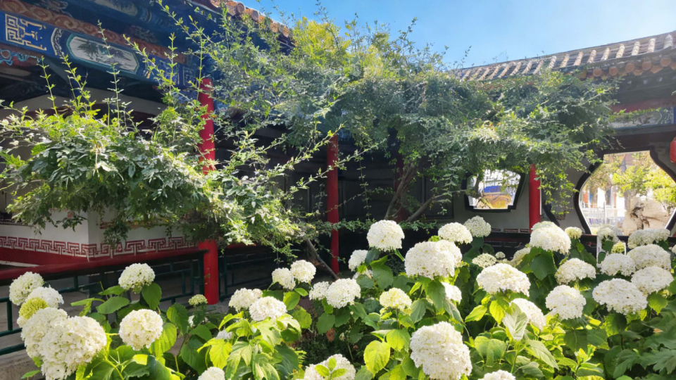 Kaiyun（中国体育）：最全打卡攻略！银川2026年赏花观叶月历来了(图4)