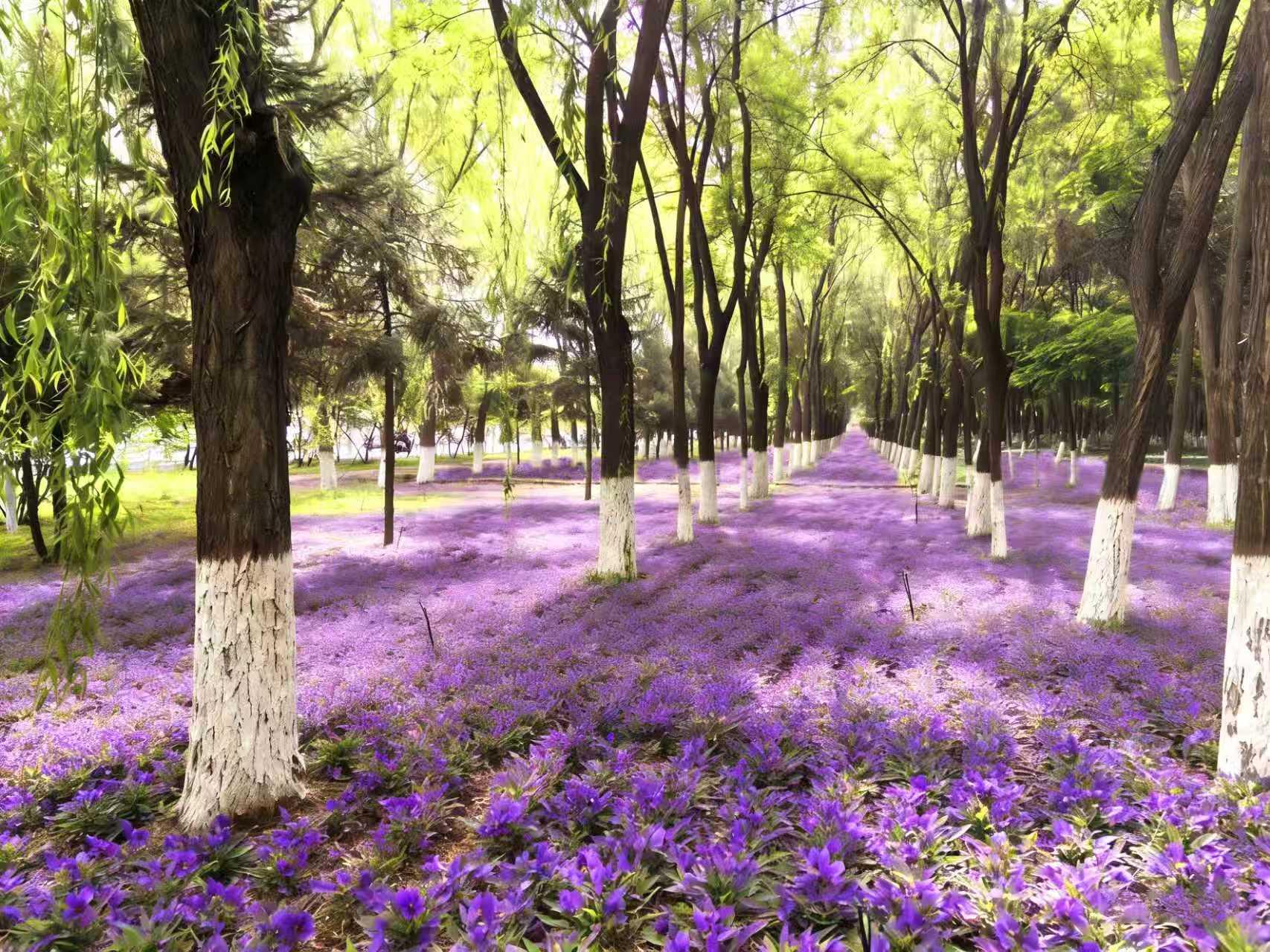 Kaiyun（中国体育）：最全打卡攻略！银川2026年赏花观叶月历来了(图5)