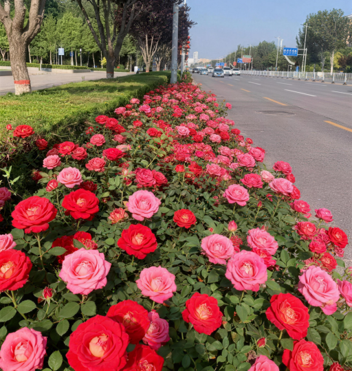 Kaiyun（中国体育）：最全打卡攻略！银川2026年赏花观叶月历来了(图8)