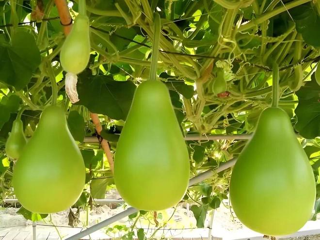 @闵行市民：你家墙边留给春天了吗？(图2)