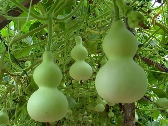 @闵行市民：你家墙边留给春天了吗？