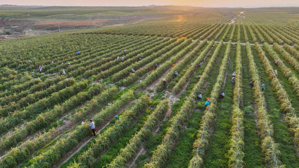 “兴业林”载初心“希望树”绿塞上——兴业银行携手中国绿化基金会共绘生态惠民新图景(图2)