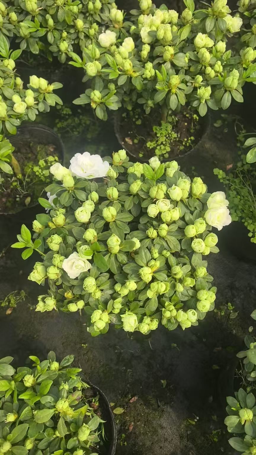 Kaiyun体育网站：2026杭州绿化工程苗采购决策参考：五家实力源头厂家全景评估与深度解析